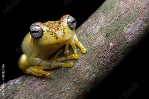 frog on a leaf