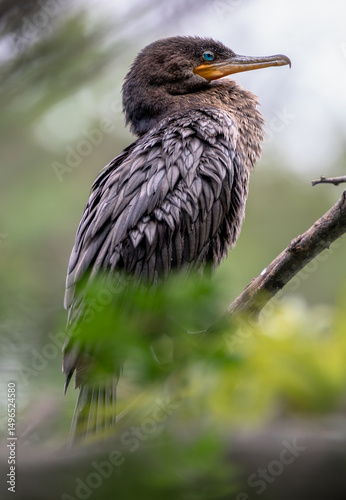 Neotropic Cormorant