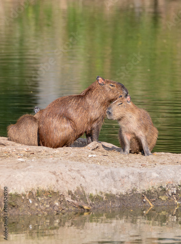 wild boar in the forest