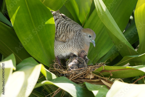Zebra dove nest in yucca plant with female dove with baby bird
