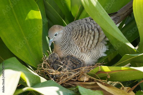 Zebra dove nest in yucca plant with female dove with baby bird