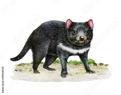 Tasmanian devil on the ground watercolor illustration. Tasmanian devil largest surviving carnivorous marsupial. Sarcophilus harrisii Australia native wildlife animal realistic illustration