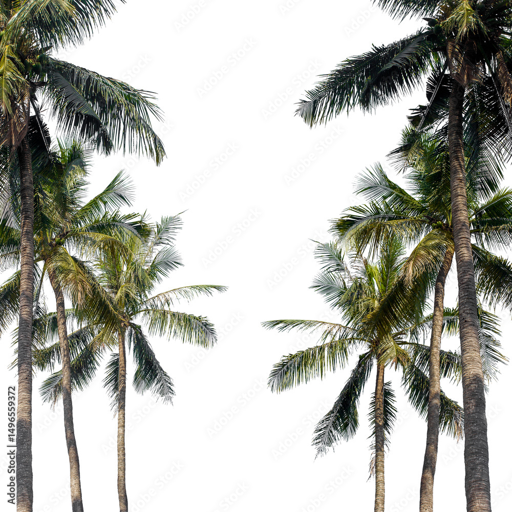 Obraz premium coconut palm tree isolated on transparent