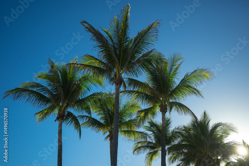 Palm background. Summer paradise concept. Green jungle. Tropical background. Exotic summer vibes. Palm wallpaper. Palm leaves in sunlight. Tropical design pattern. Bali summer. Tropical design.
