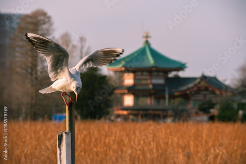 Bowing Bird in Front of A Japanese Temple
