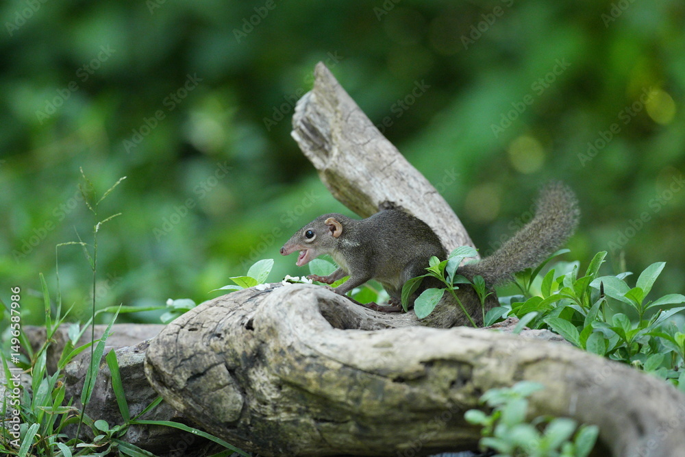 Obraz premium Wild squirrels forage in the wild in Thailand.
