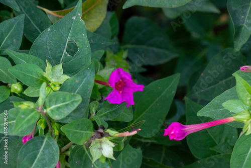 Marvel of Peru Mirabilis jalapa, also known as the Four O’Clock Flower