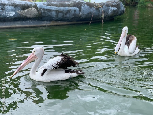 The Australian pelicans (Pelecanus conspicillatus) is a large waterbird of the family Pelecanidae, Australia. usually in groups when on the water.