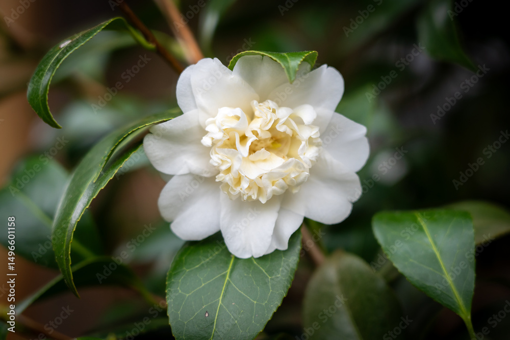 Obraz premium white camellia