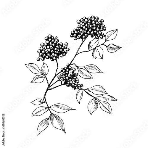 Intricate vector illustration of an elderberry branch, showcasing detailed berries and leaves. Perfect for nature-themed designs, botanical projects, and herbal remedies. 