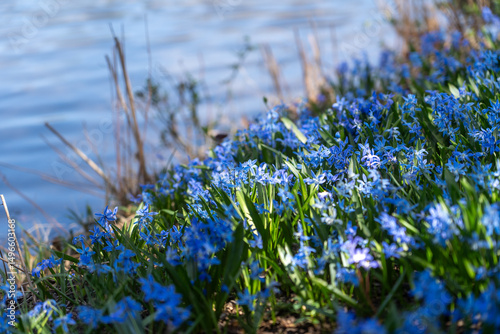 blue flowers in grass