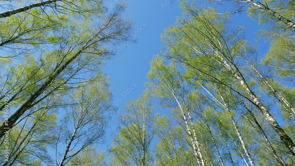 Obraz premium Gazing Upward at the Lush, Green Trees Set Against the Expansive, Beautiful Blue Sky