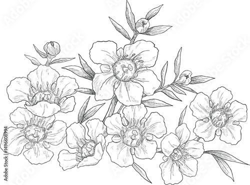 Manuka kanuka flower set botanical sketch illustration