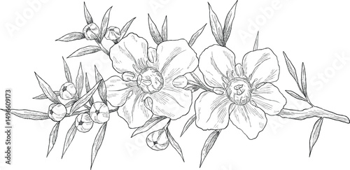 Manuka kanuka flower set botanical sketch illustration