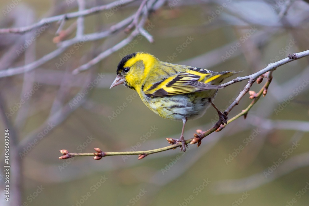 Fototapeta premium The siskin is a species of songbird from the finch family, order passerine, sitting on a tree branch.