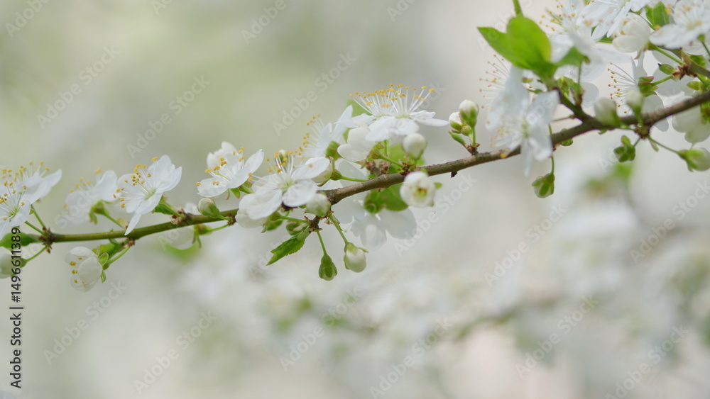 Obraz premium A Beautiful Spring Blossom on a Branch Displaying Lovely White Flowers in Full Bloom