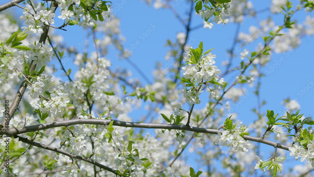 Blossoming tree branches against a clear blue sky create a stunning visual experience Blossoming tree branches against a clear blue sky create a stunning visual experience