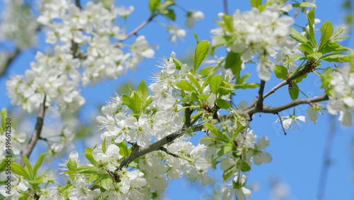A Beautiful Blooming Cherry Blossom Branch Gracefully Against the Clear Blue Sky Above