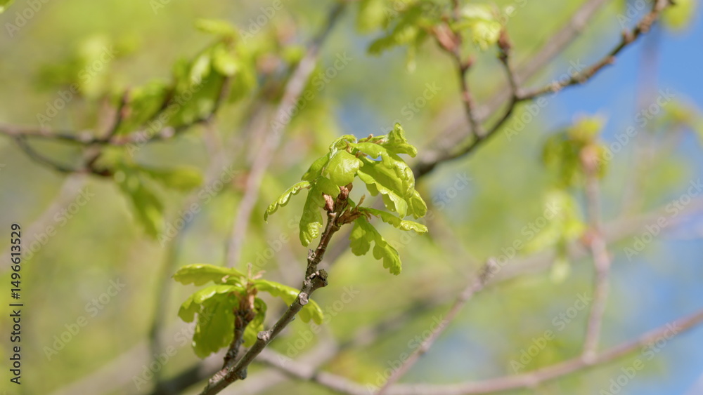 Fresh, vibrant Green Leaves flourishing on Branches during the beautiful Springtime season Fresh, vibrant Green Leaves flourishing on Branches during the beautiful Springtime season