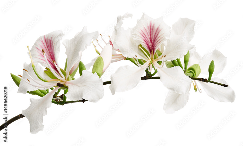 Fototapeta premium White Hong Kong Orchid flower, White Bauhinia flower, White flowers isolated on white background with clipping path 