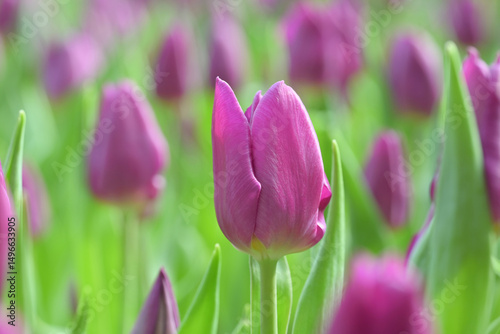 Close-up of a purple tulip in bloom, surrounded by green leaves and blurred tulips in the background, creating a soft and colorful springtime scene.