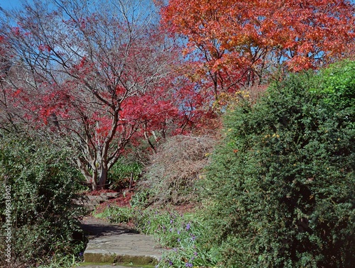 Autumn in the park. Green, red, yellow leaves. 