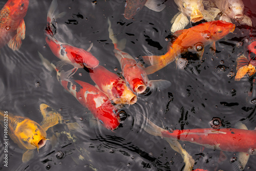 Many koi fish in pond