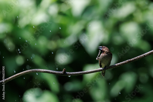 Scaly-breasted Munia, Spotted munia, Lonchura punctulata, perching on tree branch in nature, small songbird of fields, dark chestnut-brown above, white below, scratching bird, itchy animal, water drop
