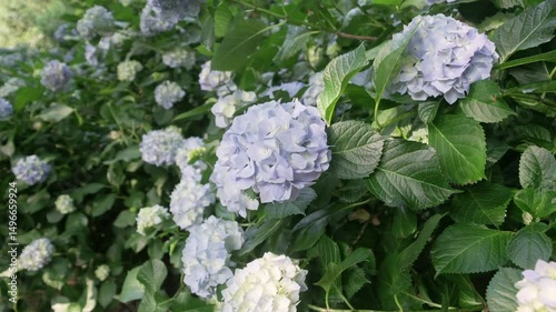 Hydrangeas in full bloom. Summer flowers.