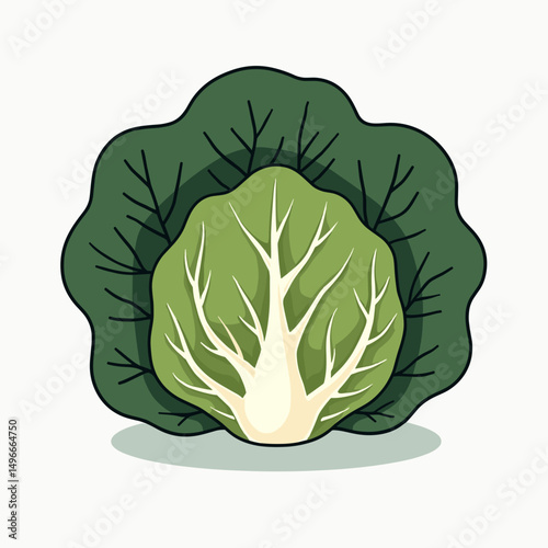 Fresh Green Cabbage Vegetable Illustration with Detailed Leaves and Textured Surface for Healthy Eating