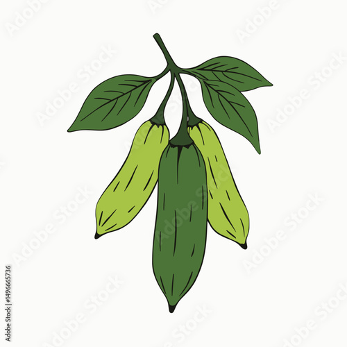 Hand-Drawn Illustration of Three Green Zucchinis Hanging from a Branch with Leaves on a White Background