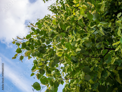 Cuadro en lienzo Branches of a linden tree with fresh green leaves against a blue sky