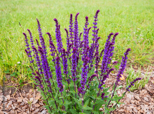 Fototapeta Naklejka Na Ścianę i Meble -  Close-up of blooming purple meadow sage (Salvia nemorosa) growing in a mulched garden bed with green grass in the background. Summer perennial plant in full bloom.