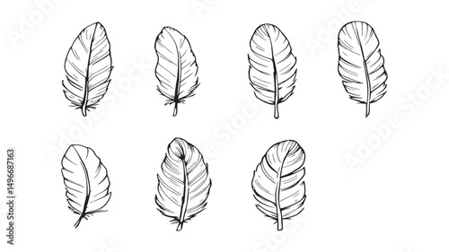 Feather line art simple beautiful nature sketch