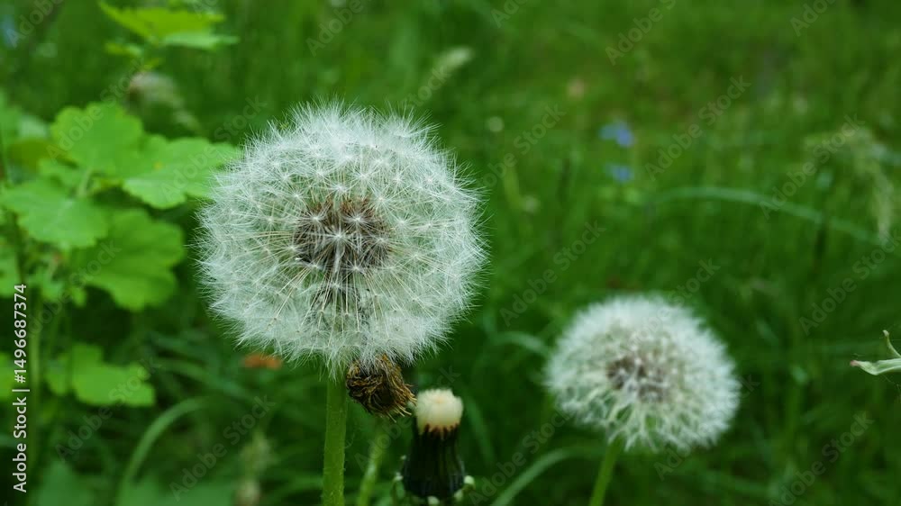 Two white dandelions full of seeds close-up on the background of green grass close-up swaying, moving in the wind.