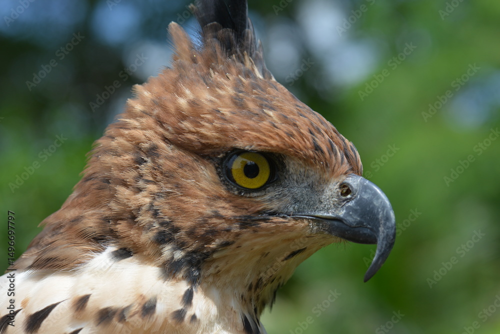 Fototapeta premium Changeable Hawk-Eagle