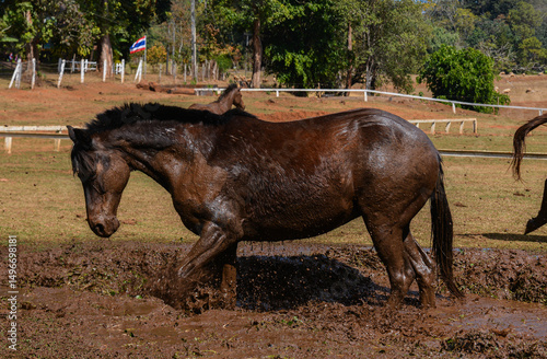 Brown Horse Covered in Mud Standing in Puddle on Farm Field.