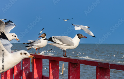 Brown-headed Gull Standing on Railing by the Sea with Blue Sky Background.