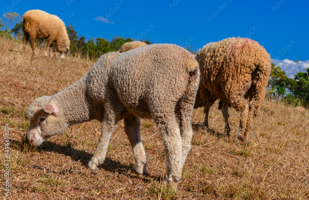 Young Lamb Walking on Dry Pasture with Other Sheep in Background. Young Lamb Walking on Dry Pasture with Other Sheep in Background.