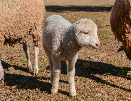 Young Lamb Walking on Dry Pasture with Other Sheep in Background.