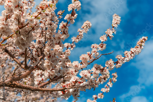 A blooming spring tree with flowers on a blue sky background with a place for text, natural background