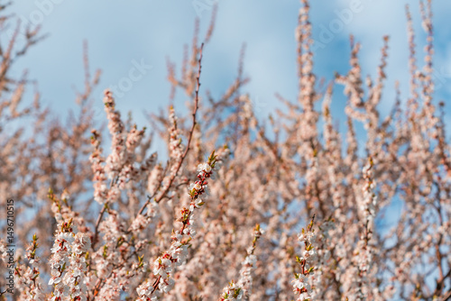 A blooming spring tree with flowers on a blue sky background with a place for text, natural background