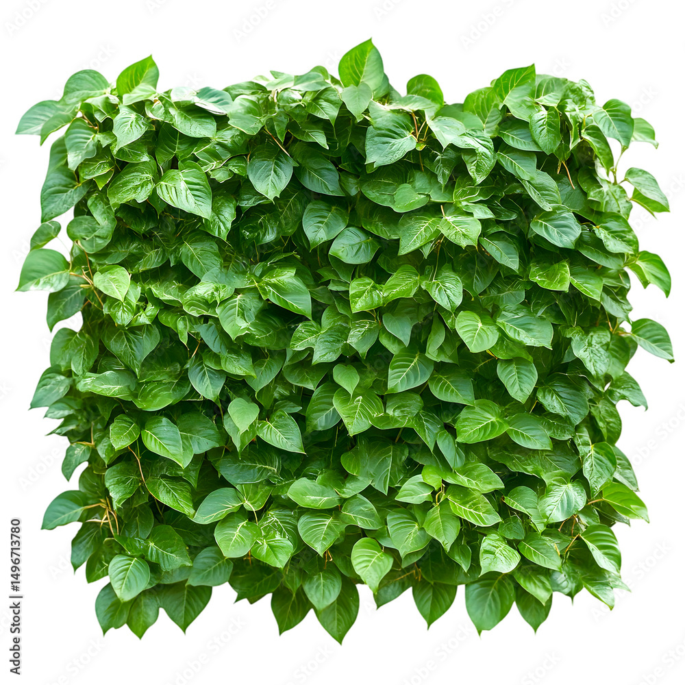 Fototapeta premium Lush Green Foliage Wall - Natural Texture Background