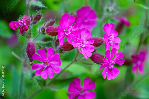 Vibrant pink flowers on a blurred green background create a lively and natural image. This composition highlights the beauty of nature, ideally suited for design and artistic projects.