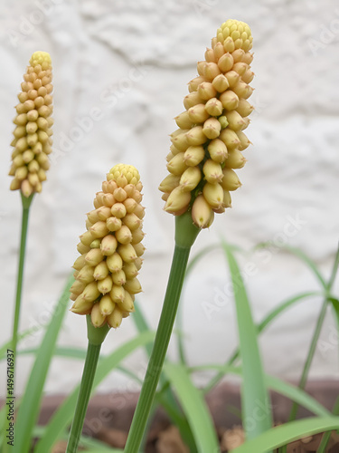 Foxtail Lily buds (Eremurus Robustus) in Innsbruck photo