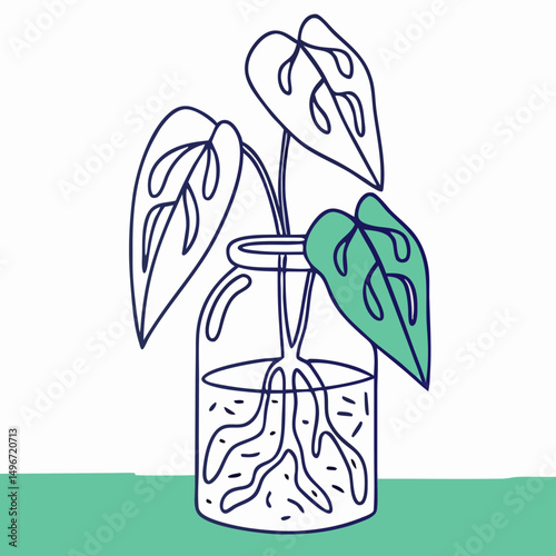 Philodendron Plant Propagation in Water, Glass Jar