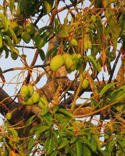 fruto sobre arbol
