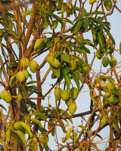 arbol con fruto con hojas