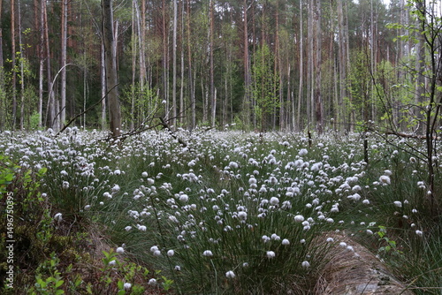 White cotton grass