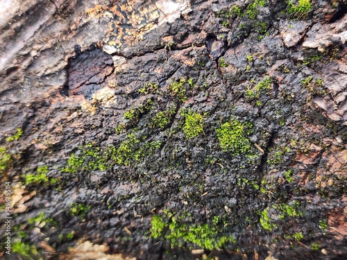 Closeup of Green Moss on Dark Brown Weathered Wood Bark